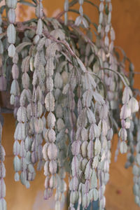 Close-up of garlic hanging from plant