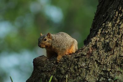 Squirrel on tree trunk