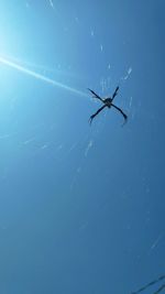 Low angle view of spider on a blue water