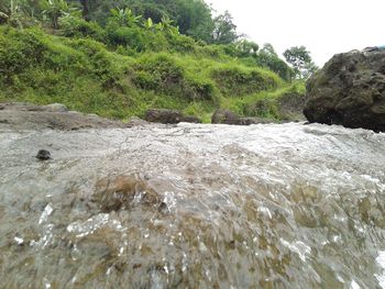 Scenic view of river flowing in forest