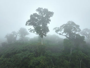 Trees in forest against sky