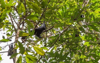 Low angle view of bird perching on tree