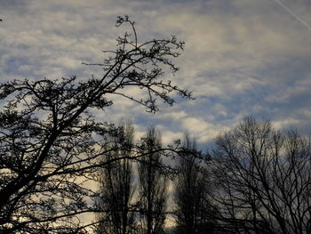 Low angle view of silhouette bare trees against sky