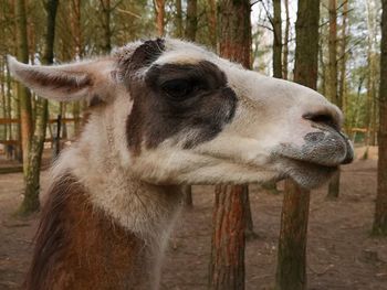 Close-up of a horse