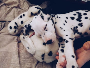 Cropped hand holding dalmatian dog and stuffed toy on bed