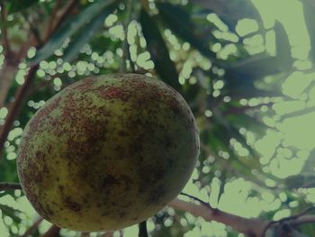 Close-up of fruit growing on tree