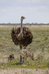 Ostriches standing on field