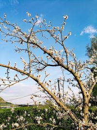 Low angle view of flowering tree against sky