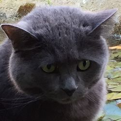 Close-up portrait of cat