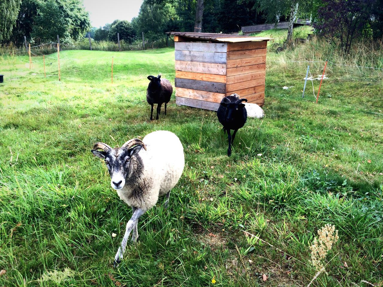 grass, animal themes, field, grassy, bird, domestic animals, green color, full length, one animal, nature, walking, day, outdoors, tree, growth, two animals, black color, no people, standing, plant