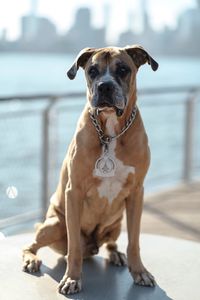 Portrait of dog against water