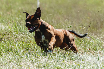 Staffordshire bull terrier running fast and chasing lure across green field at dog racing competion