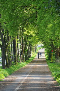 People walking on pathway along trees