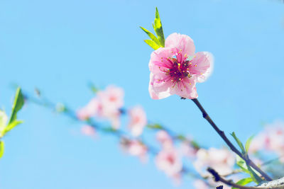 Close-up of pink cherry blossoms against sky