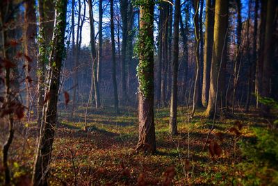 Trees in forest