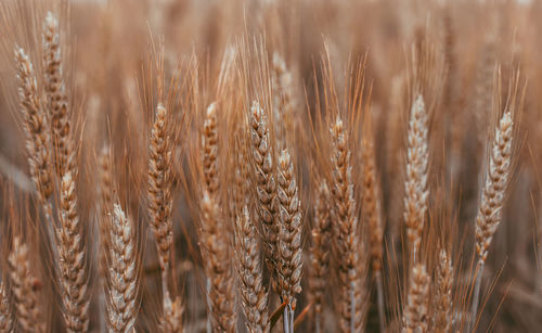 Close-up of stalks in wheat field