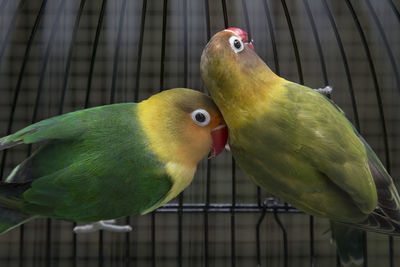 Close-up of parrot perching on tree