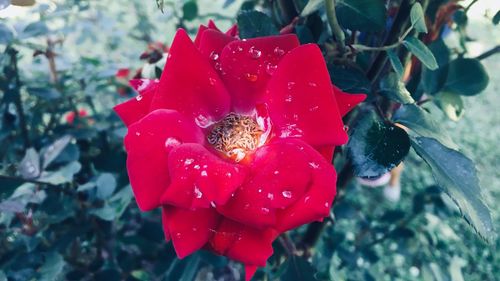 Close-up of wet red rose