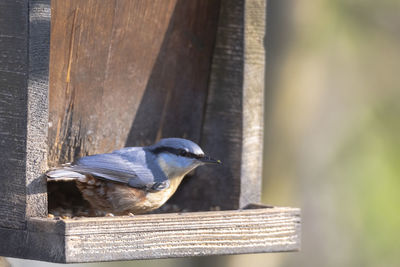 Close-up of bird perching on wood