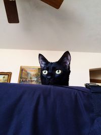 Portrait of cat sitting on table at home