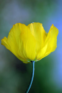 Close-up of yellow flower blooming outdoors