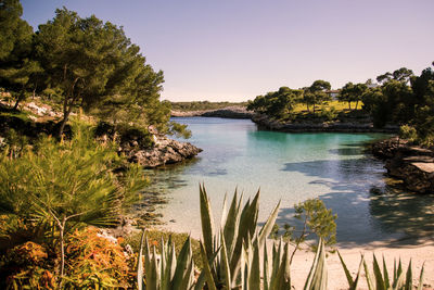Scenic view of trees on shore by bay at majorca
