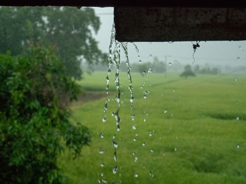 Close-up of water drops on plant