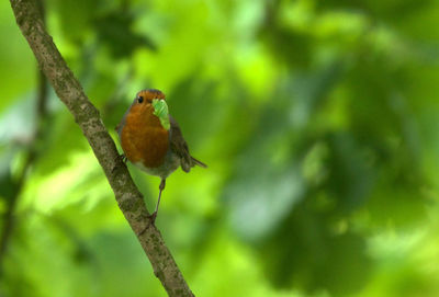 Close-up of bird perching on white background