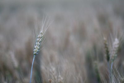 Close-up of cereal plant growing on field