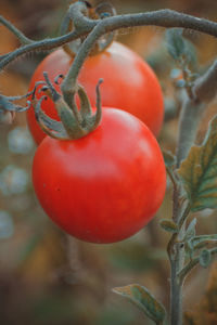 Close-up of fruits hanging on tree