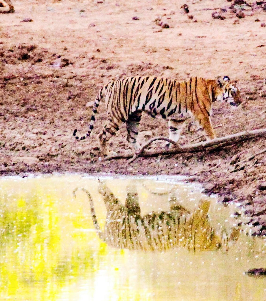 animal themes, mammal, one animal, animals in the wild, domestic animals, wildlife, safari animals, feline, side view, standing, full length, day, zoology, outdoors, two animals, tiger, no people, water, field, carnivora