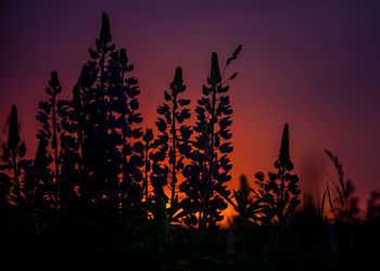 Beautiful lupines growing on the roadside during the summer. rural scenery with flowers in europe.