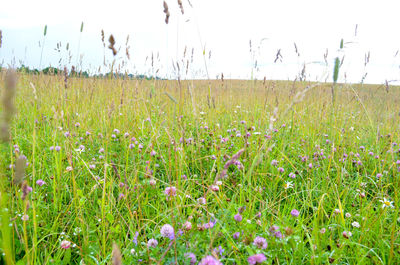 Scenic view of grassy field against sky