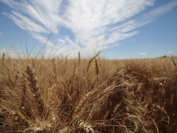 Close-up of wheat field against sky