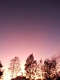 Low angle view of trees at sunset