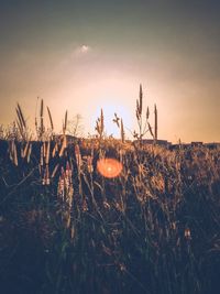 Close-up of plants on field against sky during sunset