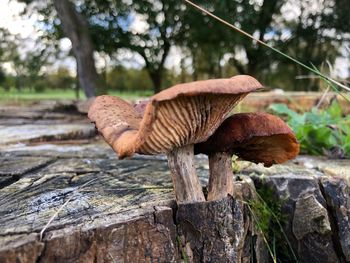 Close-up of mushroom on tree trunk