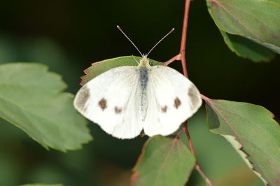 Close-up of butterfly on leaf