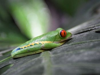 Close-up of insect on leaf