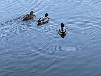 High angle view of ducks swimming in lake