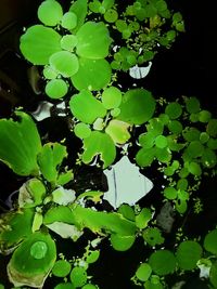 High angle view of lotus water lily in lake