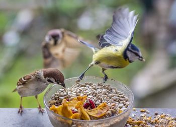 Close-up of bird eating food