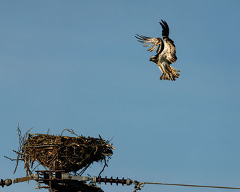 Low angle view of bird flying against clear blue sky