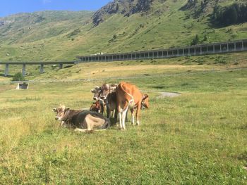 Horses in a field