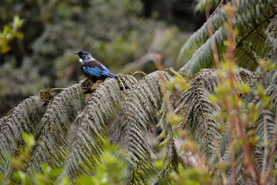 Close-up of bird perching on plant