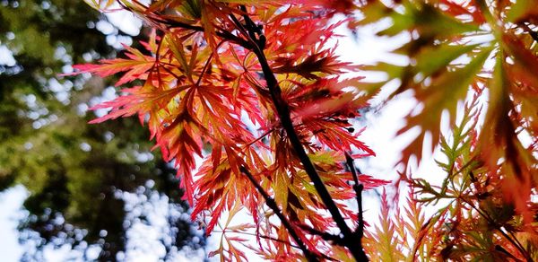 Low angle view of maple leaves on tree