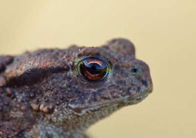 Close-up of a lizard