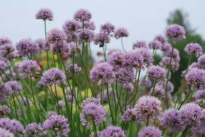 Delicate purple blossoms of mouse garlic   under the spring morning sun.