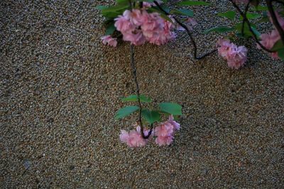 High angle view of pink roses on leaves