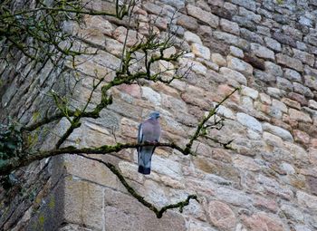 Bird perching on tree